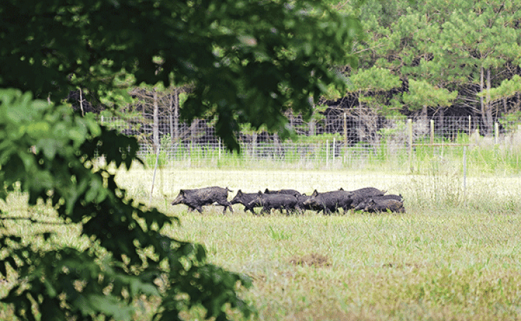By Olivia McClure  omcclure@agcenter.lsu.edu  BATON ROUGE — After years of research aimed at finding an effective way to control exploding populations of feral hogs, a patent has been issued for a bait developed by scientists with the LSU AgCenter and LSU Department of Chemistry.   The bait uses sodium nitrite, which is lethal to feral swine, the culprits behind millions of dollars in damage to agricultural fields and forestlands in Louisiana and across the country. But the bait has minimal impact on the en