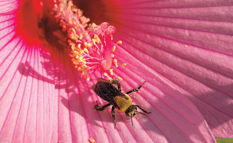 UL Lafayette’s work providing habitat for pollinators such as bees is creating quite a buzz. The University has been designated a Bee Campus USA in recognition of its work planting wildflowers and creating service-learning projects. (Photo by Doug Dugas / University of Louisiana at Lafayette)