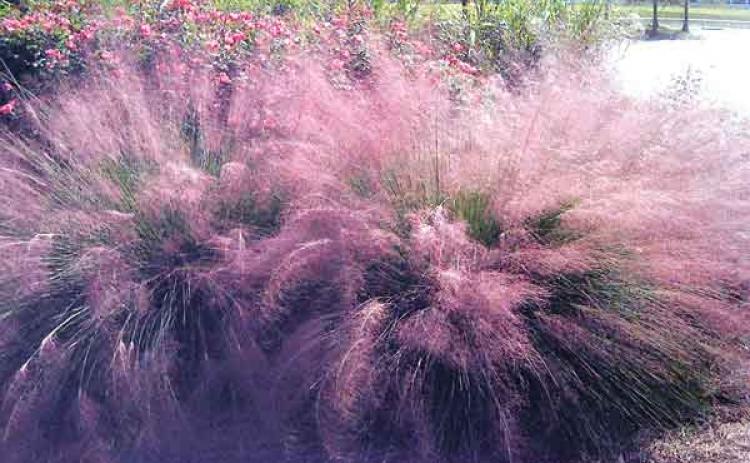 Pink muhly grass. (LSU AgCenter file photo by Allen Owings)