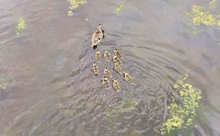 A mallard hen escorts her nine ducklings across a pond. The picture was taken by a drone as part of a project using drones outfitted with thermal imaging cameras to survey duck broods in Manitoba, Canada, and Minnesota. Once ducks were identified via thermal imaging, the drone would be lowered to take a color photograph to help identify the species.  (Photo by Jacob Bushaw/LSU AgCenter)
