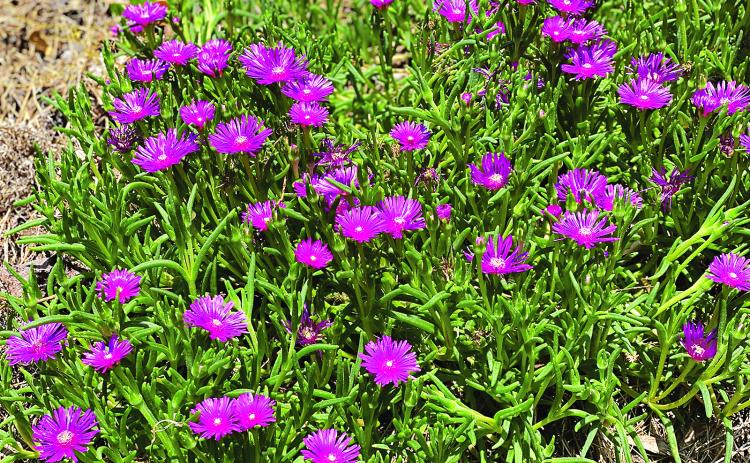 Select plants with heat and drought tolerance for summer landscapes. Photo by Heather Kirk-Ballard/LSU AgCenter