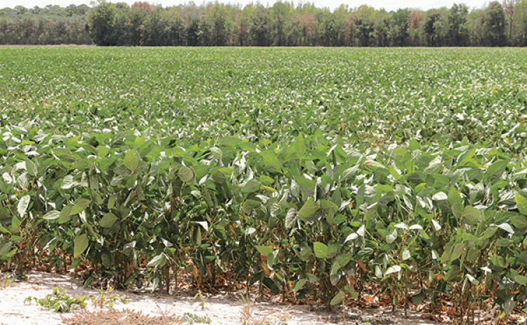 Soybeans in a field in Evangeline Parish north of Eunice weather another day of 100-degree heat on Tuesday. (Photo by Harlan Kirgan)