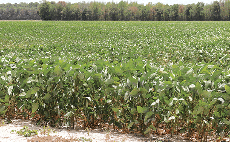 Soybeans in a field in Evangeline Parish north of Eunice weather another day of 100-degree heat on Tuesday. (Photo by Harlan Kirgan)