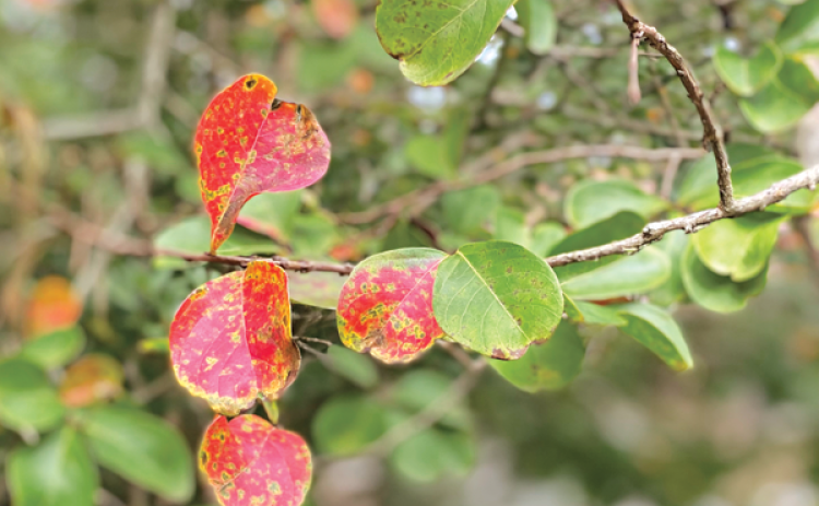 Leaves turn yellow, orange and red, then fall from the tree as if it were autumn. (Photos by Heather Kirk-Ballard/LSU AgCenter)