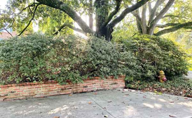 Hedges serve as a practical solution to create a boundary or to guide movement of people in a specific direction. (Photo by Heather Kirk-Ballard/LSU AgCenter)