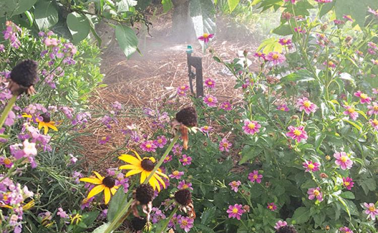 Water plants early in the morning or late in the evening at the base of the plant to prevent water evaporation. (LSU AgCenter file photos)