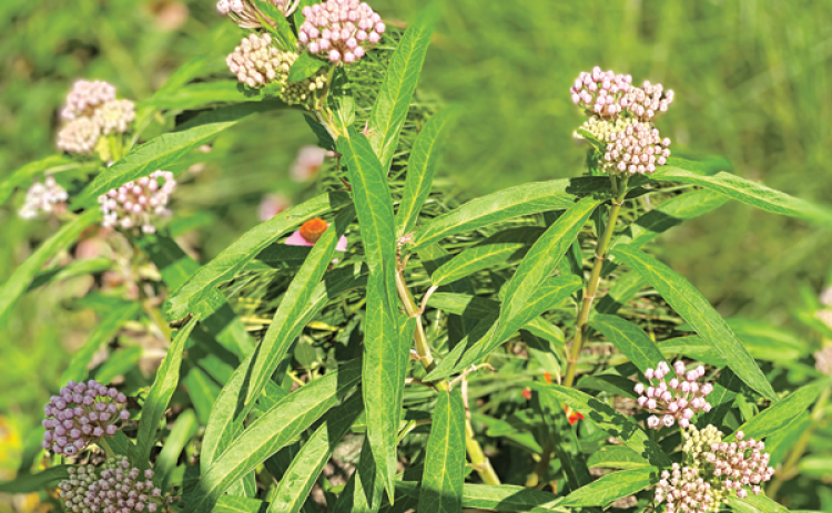 Swamp milkweed (A. incarnata) is an excellent native milkweed for monarch butterflies. (Photos by Heather Kirk-Ballard/LSU AgCenter)