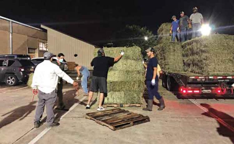 Volunteers help to distribute hay donated for livestock affected by Hurricane Ida. (Photo by Christine Navarre/LSU AgCenter)