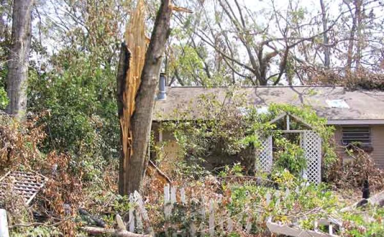 Trees that are severely damaged should be removed by a licensed arborist. (LSU AgCenter file photo by Dan Gill)