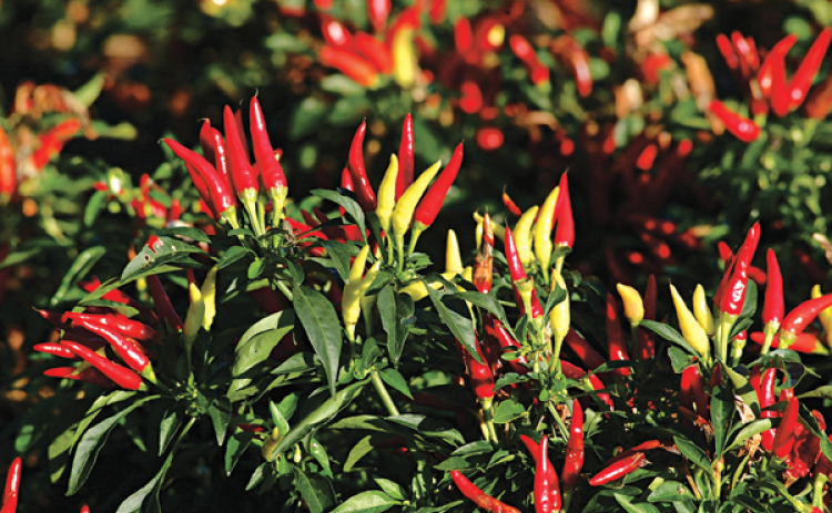 Ornamental pepper plants are the perfect way to both spruce up the late summer landscape and celebrate the transition into fall. (LSU AgCenter file photos)