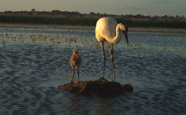 A whooping crane cares for its chick, hatched during the 2022 nesting season in Louisiana.