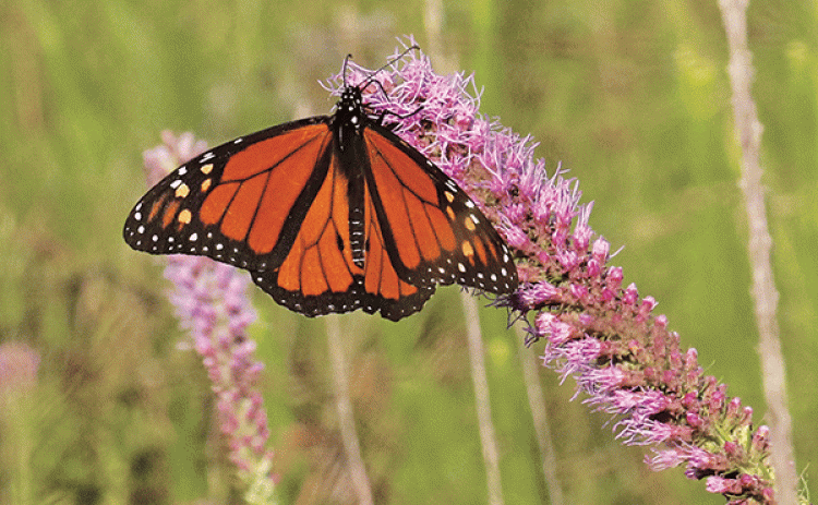 A monarch butterfly lands on a blazing star at the Eunice Prairie on Saturday. The native plants were shorter than usual, but survived the drought. (Photo by Harlan Kirgan)