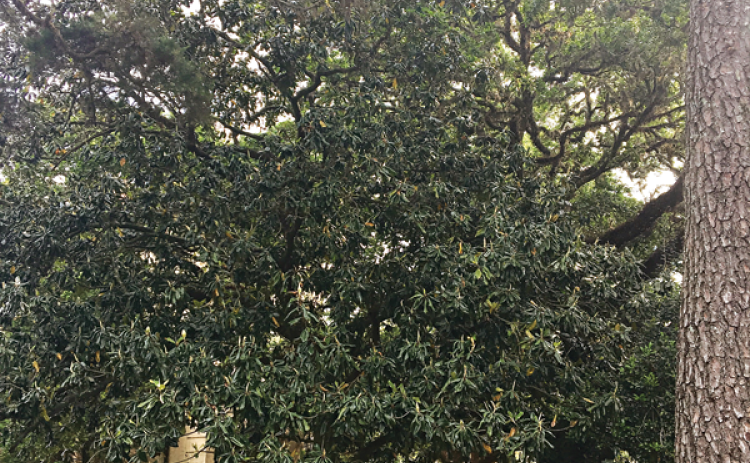 Southern magnolia is a native beauty resistant to strong winds. (Photo by Heather Kirk-Ballard/LSU AgCenter )
