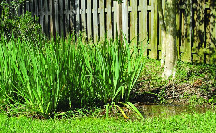Louisiana irises make a great plant selection for a rain garden. (Photo by Heather Kirk-Ballard/LSU AgCenter)