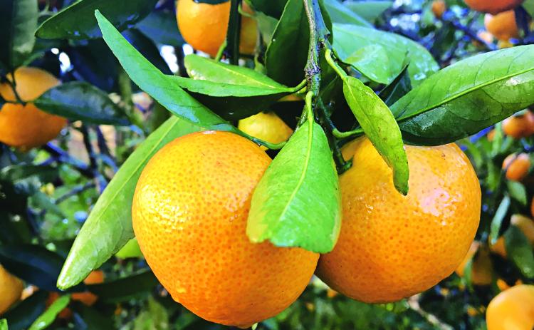 Gorgeous satsuma fruit ready to be eaten. Photo by Heather Kirk-Ballard/LSU AgCenter