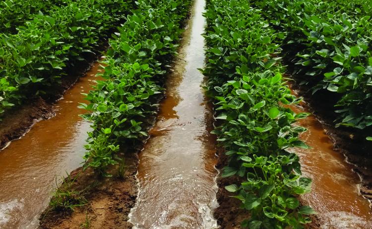 The LSU AgCenter’s new web-based Drought Irrigation Response Tool, or DIRT, is an integrative platform that assists farmers in making irrigation scheduling decisions during the crop season. (LSU AgCenter file photo)