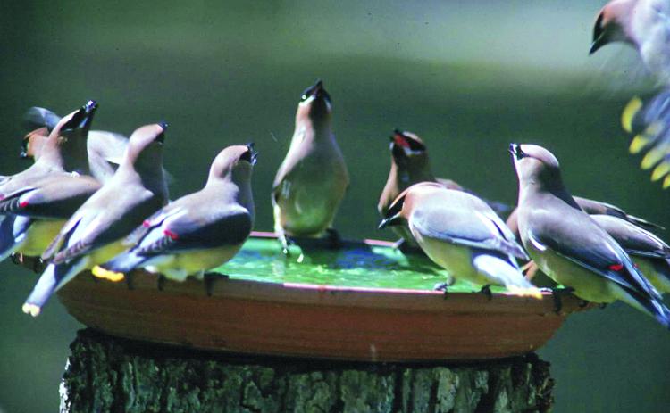 Properly cleaned bird baths provide healthy drinking water for birds. (LSU AgCenter file photo)