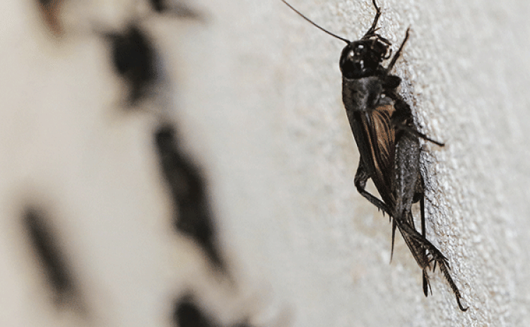 Crickets congregate on a white wall near a light at The Eunice News.  (Photo by Harlan Kirgan)