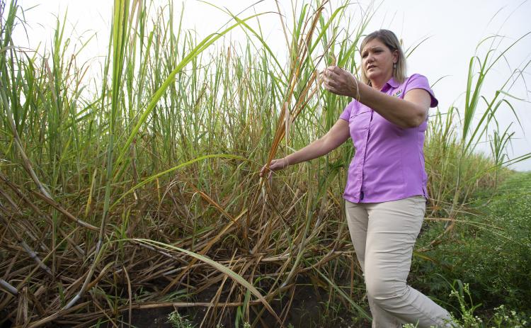 Renee Castro, LSU AgCenter area ag agent, examines shredded and browned tops of sugarcane that was impacted by Hurricane Ida’s strong winds in St. John the Baptist Parish, Sept. 8, 2021. Many cane stalks in this field, such as those to the left of Castro, were bent due to the wind impact. Photo by Olivia McClure/LSU AgCenter 
