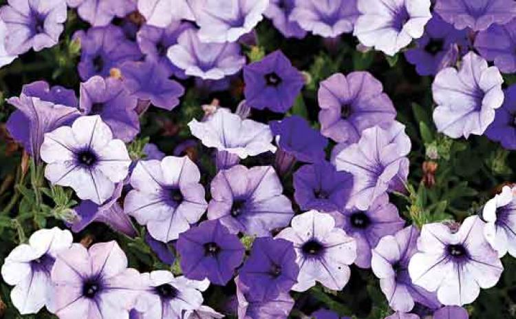 Supertunia Mini Vista Indigo has been named a fall 2021 Louisiana Super Plant selection. (Photo by Craig Gautreaux/LSU AgCenter )