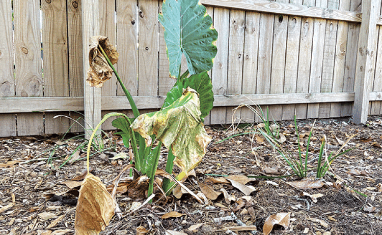 This summer’s drought has been tough on plants such as these elephant ears and Louisiana irises. There is now concern about salt intrusion in the water supply.