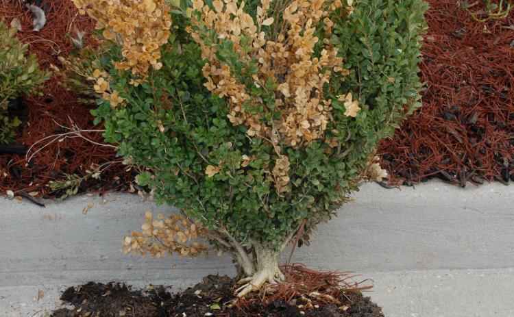 Caption: A boxwood exhibiting random dieback of twigs caused by boxwood dieback disease. (Photo provided by Raj Singh)