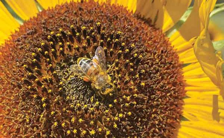 Pollen-producing sunflowers are perfect for home gardeners who are planting to support pollinators.