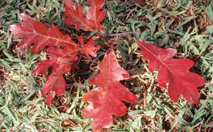 Fallen leaves can be raked and used as mulch in landscape beds and gardens or composted. (LSU AgCenter file photo)