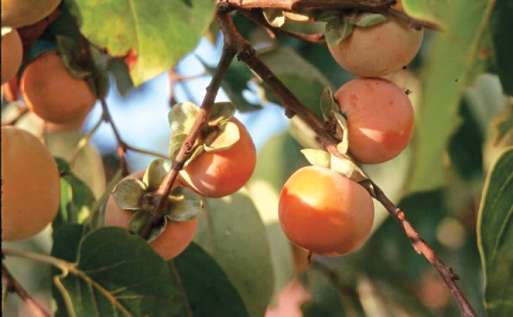 The native persimmon has small fruit with lots of seeds, making them difficult to eat, even when ripe. They are known to attract deer and other wildlife. (Photo by Bob Mirabello/LSU AgCenter)