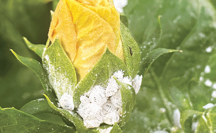 Mealybugs are often found on the leaves, stems and flower buds of your plants. (Photos by Heather Kirk-Ballard/LSU AgCenter) 