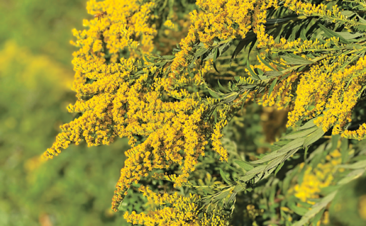 Goldenrod produces an abundance of gorgeous golden flowers. Photo by Heather Kirk-Ballard/LSU AgCenter