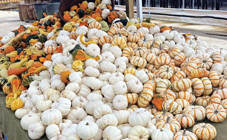 Gourds can be used to make decorative ornaments, utensils and even birdhouses. (Photo by Kiki Fontenot/LSU AgCenter)
