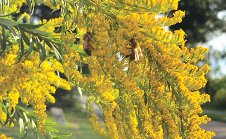 Abundant nectar produced by goldenrod attracts pollinators such as bees. (Photo by Heather Kirk-Ballard/LSU AgCenter)