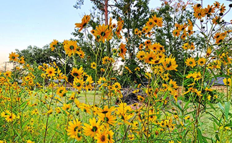 Wildflower meadows bring color, height and pollinators to the landscape. (Photo by Anna Ribbeck/LSU AgCenter)