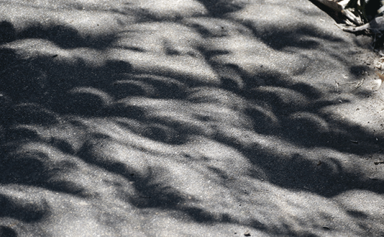 Saturday's eclipse turned a sidewalk into abstract scene as leaves acted like pinhole cameras to project the eclipse. (Photo by Harlan Kirgan)