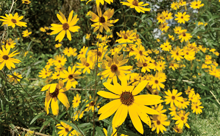 Swamp sunflower is in full bloom in fall and dots Louisiana natural landscapes. (Photo by Anna Ribbeck/LSU AgCenter)