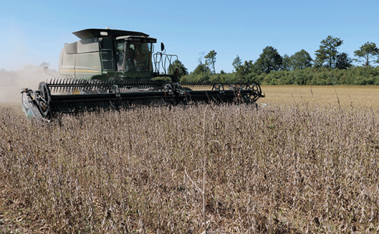 A soybean field being harvested. (Photo by Craig Gautreaux/LSU AgCenter)