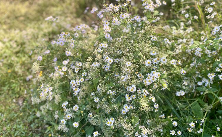 False aster (Boltonia asteroids) is a perennial native wildflower that blooms each fall. (Photo by Heather Kirk-Ballard/LSU AgCenter)