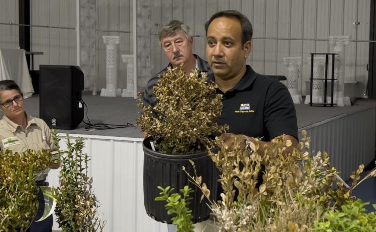 LSU AgCenter plant doctor Raj Singh displays a dead boxwood that has been affected by boxwood dieback. (Photo by V. Todd Miller/LSU AgCenter)