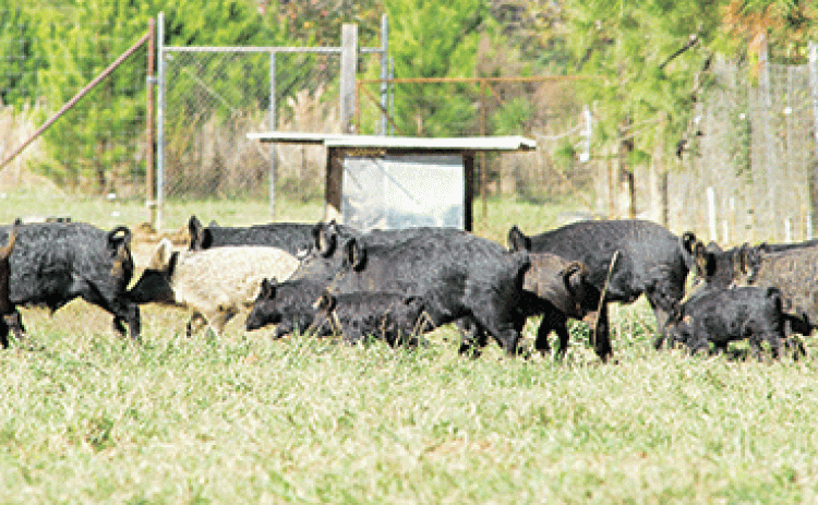 Feral hogs run through a field at the LSU AgCenter Bob R. Jones-Idlewild Research Station near Clinton. (LSU AgCenter file photo) 