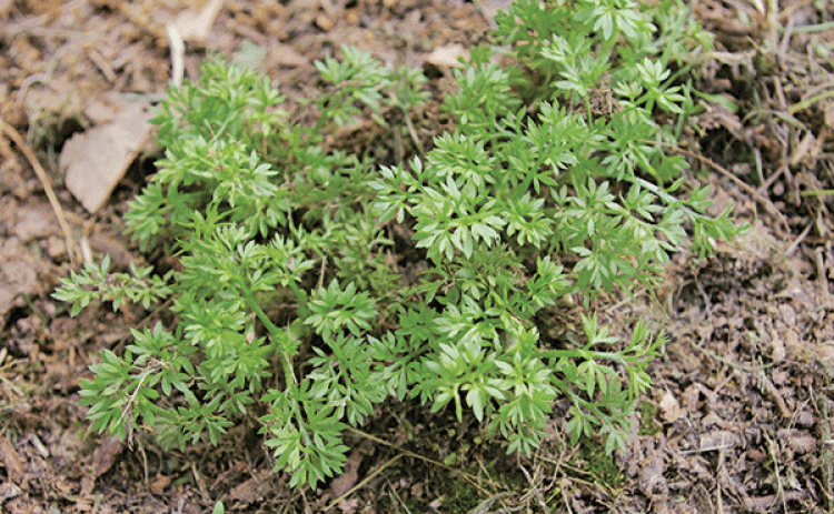 Stickers, also known as stickerweed, spurweed and burweed, germinate in lawns in the fall and produce painful stickers in the spring. (Photo by Ron Strahan/LSU AgCenter)