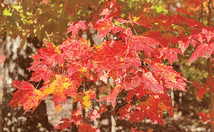 Anthocyanin pigments are responsible for purple and maroon colors of leaves in fall. (Photos by Heather Kirk-Ballard/LSU AgCenter)