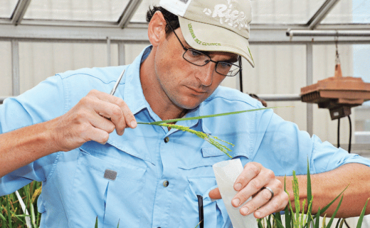 LSU AgCenter rice breeder Adam Famoso conducts rice research. Famoaso will lead efforts locally on a $22 million award from the U.S. Agency for International Development aimed at making cereal crops more readily available to those most at risk for hunger and malnutrition. (LSU AgCenter file photo)