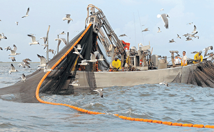 A fishing crew off the Louisiana coast reels in a large net full of menhaden. (Courtesy of Louisiana Sea Grant)