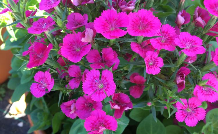 Dianthus is an excellent cool-season bedding plant. Look for Amazon and Jolt dianthus, both Louisiana Super Plants. (Photo by Heather Kirk-Ballard/LSU AgCenter) 