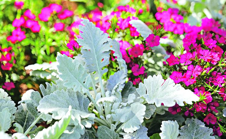 New Look dusty miller leaves have fewer serrations than familiar older cultivars. (Photo by Olivia McClure/LSU AgCenter)