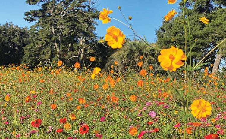 Pollinators love cosmos. They attract bees, butterflies, hummingbirds and many other types of pollinators. (Photos by Heather Kirk-Ballard/LSU AgCenter)