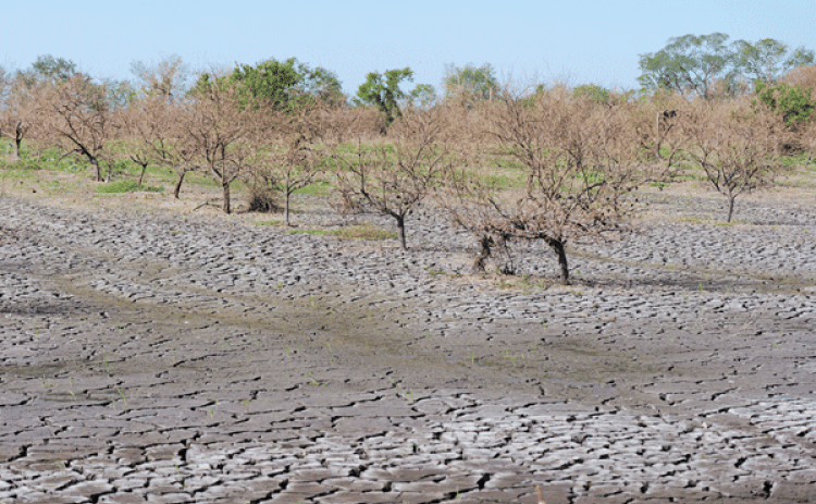 Citrus trees at the Becnel’s family orchard were killed by a 10-foot storm surge brought by Hurricane Ida. Ben Becnel Jr. estimates that nearly 2,000 citrus trees were destroyed by the storm and 75% of his fruit was lost. (Photos by Craig Gautreaux/LSU AgCenter)