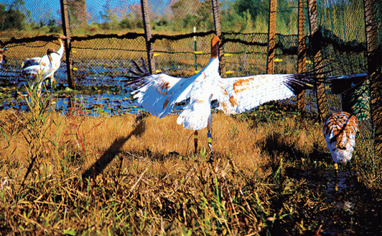 Juvenile whooping cranes released last week at White Lake Wetlands Conservation Area. (Louisiana Department of Wildlife and Fisheries photo)