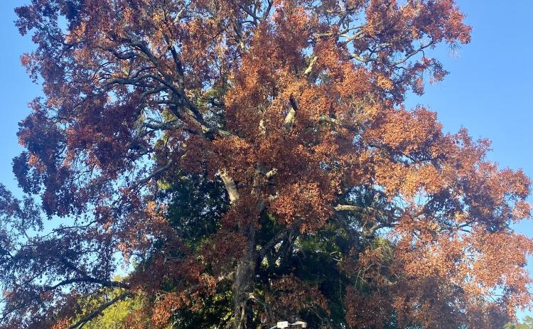 Trees will lose some branches in order to preserve the entire tree.